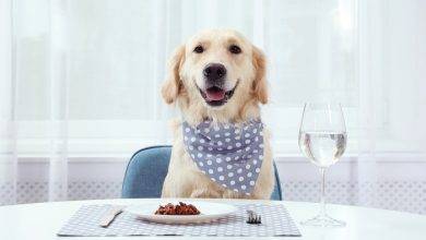 4 Adverse Effects of Letting Your Pet Feast on Table Scraps