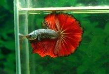 How Many Pellets Should I Feed My New Betta