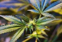 Why Medical Marijuanas In Australia Is A True Growth Industry