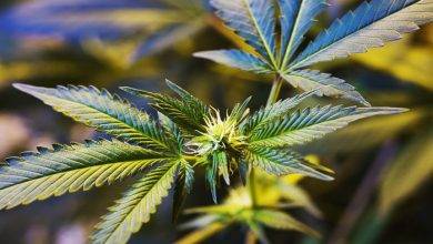 Why Medical Marijuanas In Australia Is A True Growth Industry