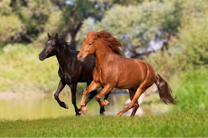 100 fun facts about horses 1