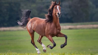 100 fun facts about horses