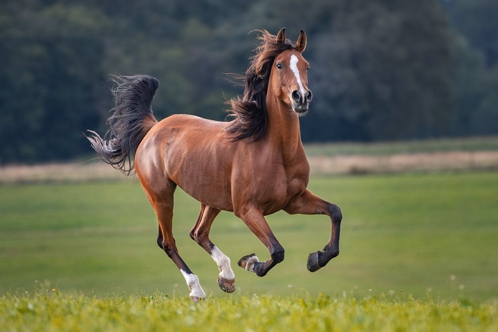 100 fun facts about horses