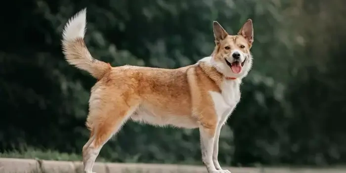 Dogs Use Their Tails to Talk