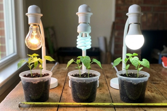 Light Bulbs Help Plants Grow 1