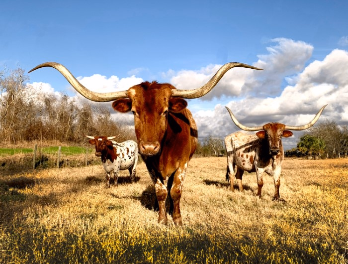 Quick Texas Fun Facts