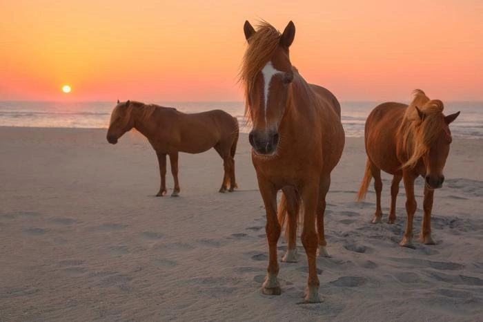 The Wild Horses of Assateague Island