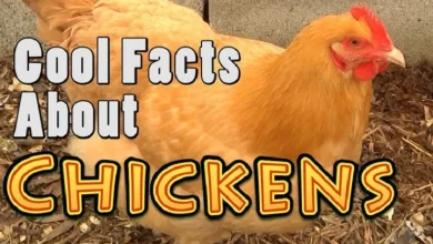 facts about chickens 1