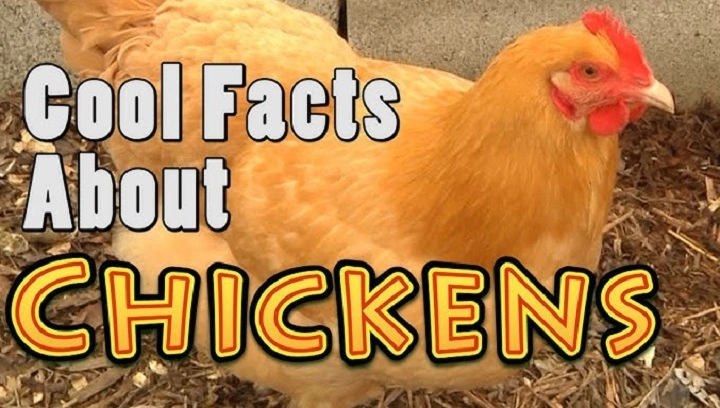 facts about chickens 1