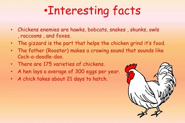 facts about chickens 3