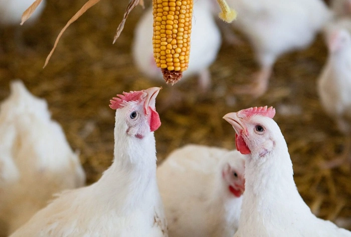 facts about chickens 5