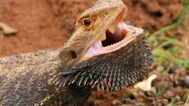 fun facts about bearded dragons