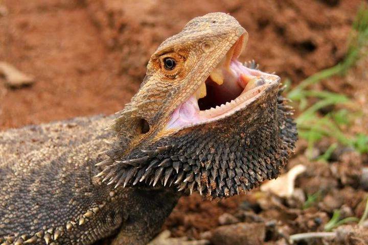 fun facts about bearded dragons