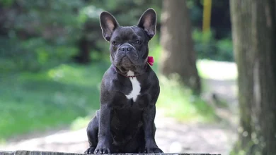 fun facts about french bulldogs