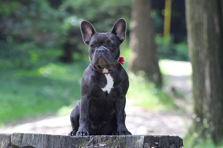 fun facts about french bulldogs