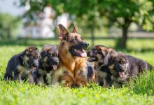 fun facts about german shepherds 1