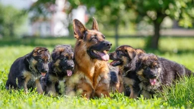 fun facts about german shepherds 1