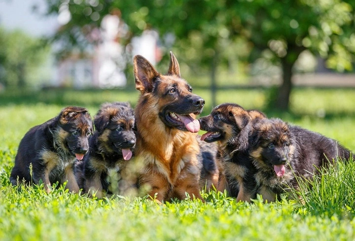 fun facts about german shepherds 1