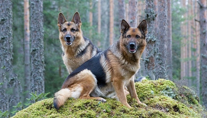 fun facts about german shepherds 3