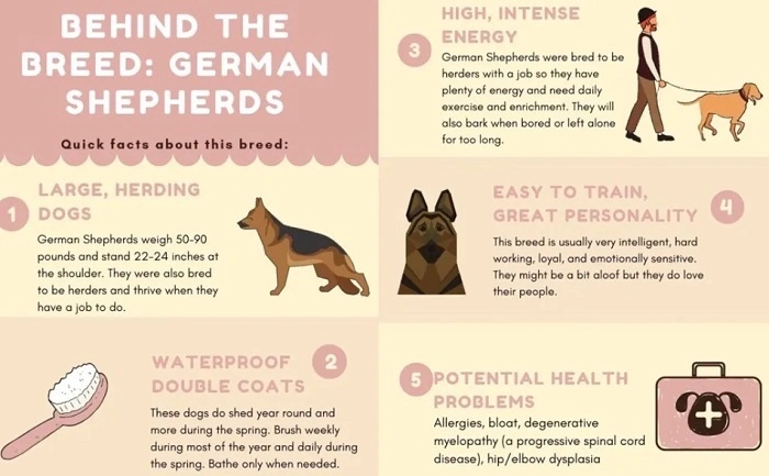 fun facts about german shepherds 5