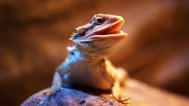 interesting facts about bearded dragons