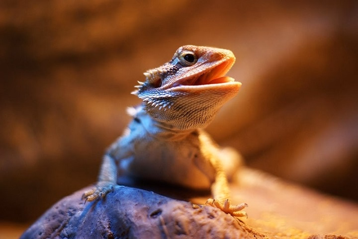 interesting facts about bearded dragons