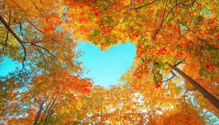 36 Fun Facts About Fall