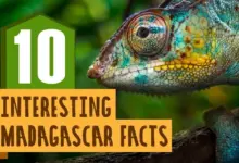 Fun Facts About Madagascar 1
