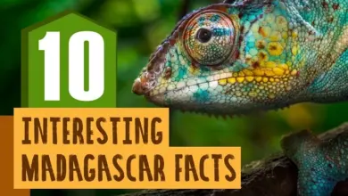 Fun Facts About Madagascar 1