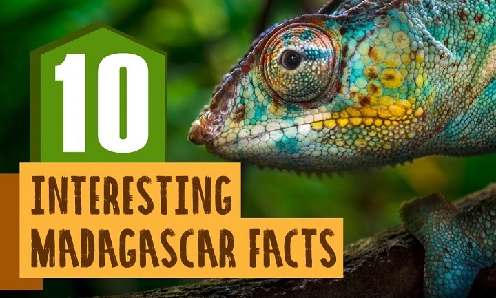 Fun Facts About Madagascar 1