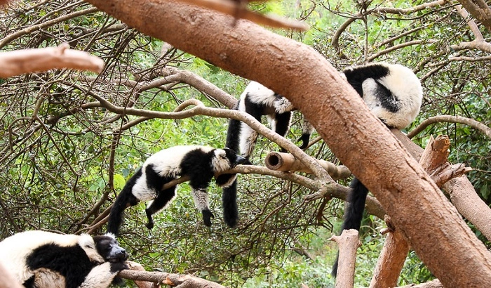 Madagascar