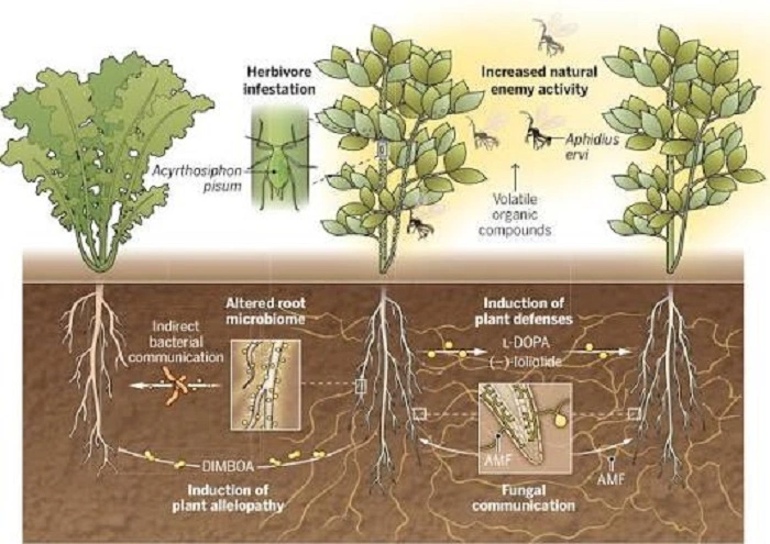 Plants Can Communicate With Chemicals