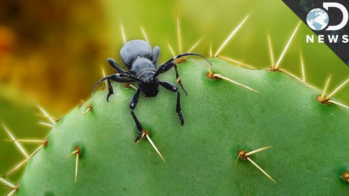 Plants Can Defend Themselves