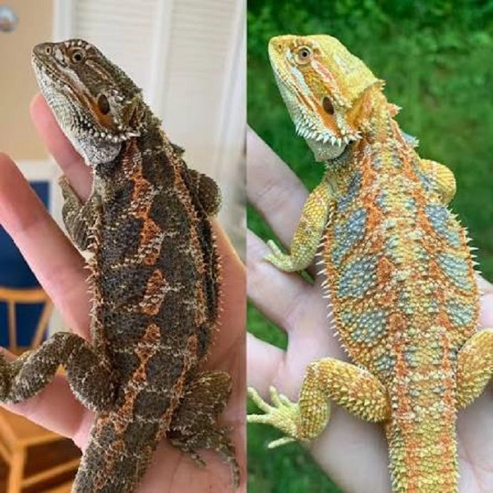 fun facts about bearded dragons