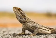 fun facts about bearded dragons