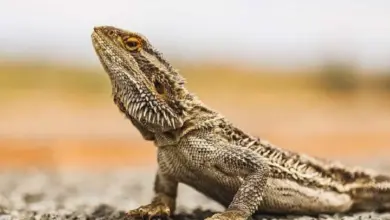 fun facts about bearded dragons