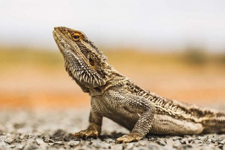 fun facts about bearded dragons