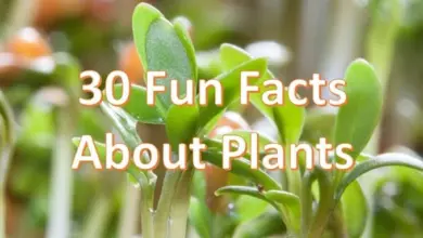 fun facts about plants