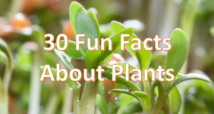 fun facts about plants