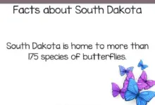 fun facts about south dakota